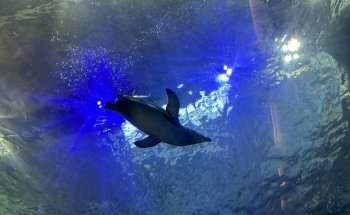 Polk Penguin Conservation Center