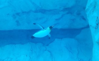 Polk Penguin Conservation Center