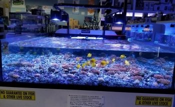 Neptune Aquatics