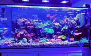 Neptune Aquatics
