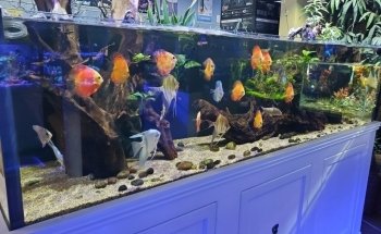 Neptune Aquatics