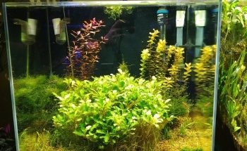 Neptune Aquatics