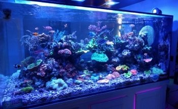 Neptune Aquatics