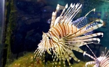St. Lucie County Aquarium