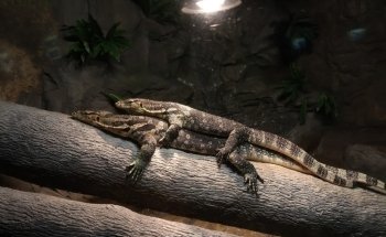 Daytona Aquarium & Rainforest Adventure