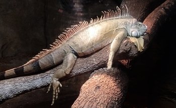 Daytona Aquarium & Rainforest Adventure
