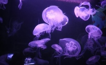 Daytona Aquarium & Rainforest Adventure