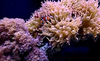 Daytona Aquarium & Rainforest Adventure