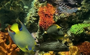Daytona Aquarium & Rainforest Adventure