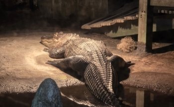 Daytona Aquarium & Rainforest Adventure