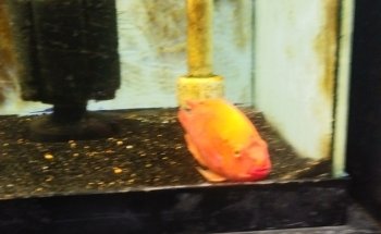 Animal Instincts Aquarium and Pet Center