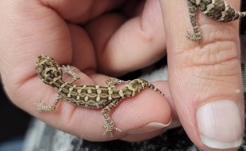 Animal Instincts Aquarium and Pet Center