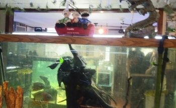 Animal Instincts Aquarium and Pet Center