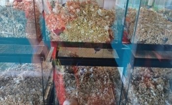Animal Instincts Aquarium and Pet Center