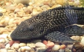Animal Instincts Aquarium and Pet Center