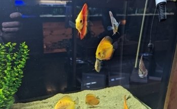 Kona Reef Az - Surprise