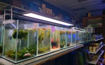 Rivers to Reefs Aquariums