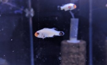 Rivers to Reefs Aquariums