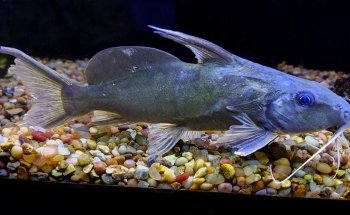 Rivers to Reefs Aquariums
