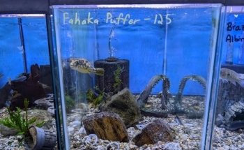 Rivers to Reefs Aquariums