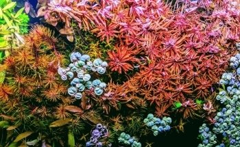 Rivers to Reefs Aquariums
