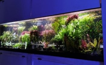 Rivers to Reefs Aquariums