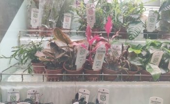 PezVerde