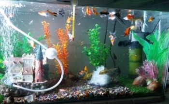 The Ark Pet Shop