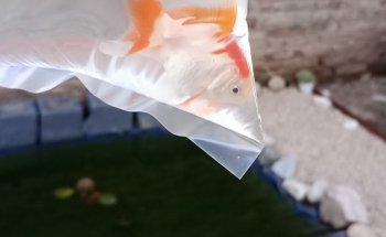 The Ark Pet Shop