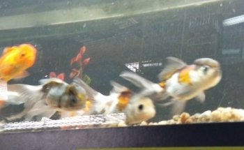 The Ark Pet Shop