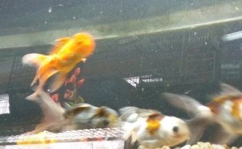 The Ark Pet Shop