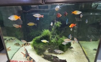 Fishy Business Aquarium