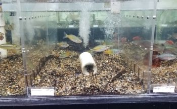 Fishy Business Aquarium