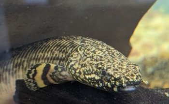 Fishy Business Aquarium