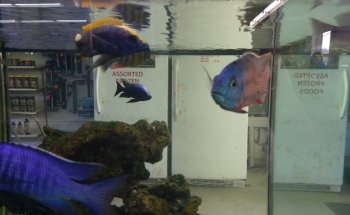 Acuario Negocio Peces