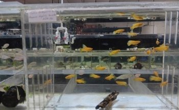 Fishy Business Aquarium