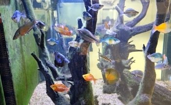 Fishy Business Aquarium