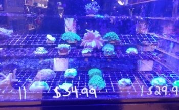 Exotic Fish & Pets