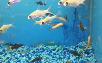Exotic Fish & Pets