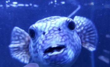 Exotic Fish & Pets