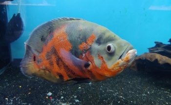 Exotic Fish & Pets