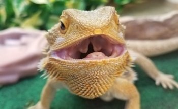 Exotic Fish & Pets