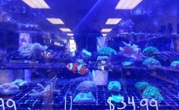 Exotic Fish & Pets