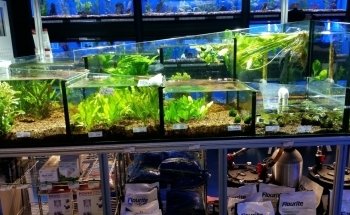 The Fish Crew