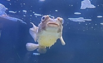 UGA Marine Education Center and Aquarium