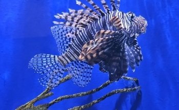 UGA Marine Education Center and Aquarium