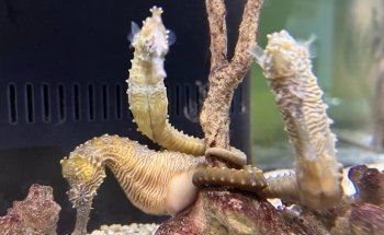 UGA Marine Education Center and Aquarium
