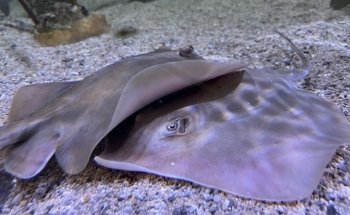 UGA Marine Education Center and Aquarium