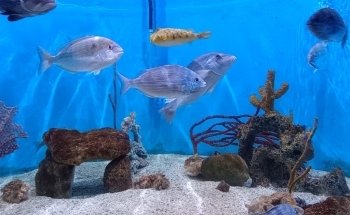 UGA Marine Education Center and Aquarium