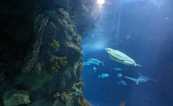 Suzanne and Walter Scott Aquarium